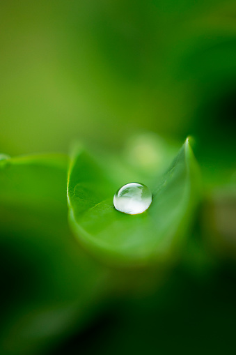 Click a drop of water which is on the leaf.