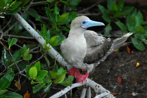 Red-footed booby, 