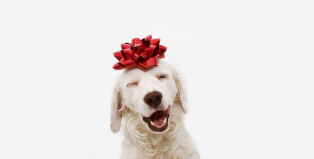 Happy dog present for christmas, birthday or anniversary, wearing a red ribbon on head. isolated against white background. Happy dog present for christmas, birthday or anniversary, wearing a red ribbon on head. isolated against white background. gift lounge stock pictures, royalty-free photos & images