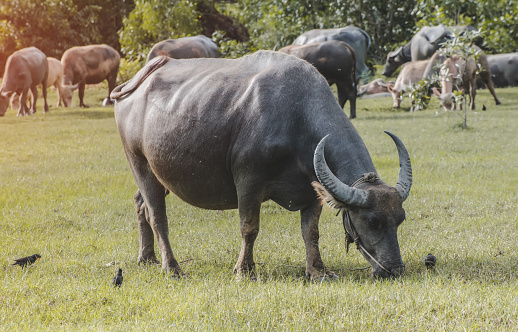 Asian water buffalo on the grassland with outdoor sunset lighting.