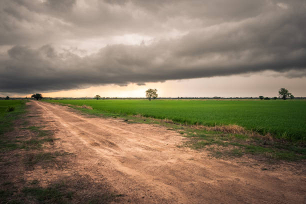 Rain Clouds Above Rice Field Overcast sky with big rain clouds over the rice field and dirt road in countryside, rainy season in Thailand gloriole stock pictures, royalty-free photos & images