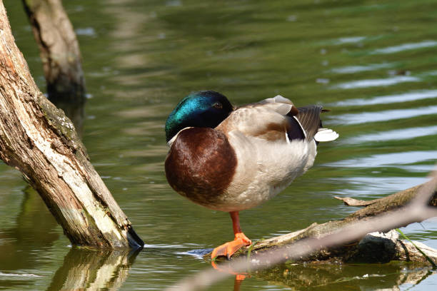 istock The wild duck is sleeping on one leg on floating on branch on the pond 1158864020