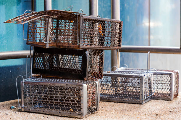 istock Many mouse trap cage put together both old and new Prepare to use. 1158864888