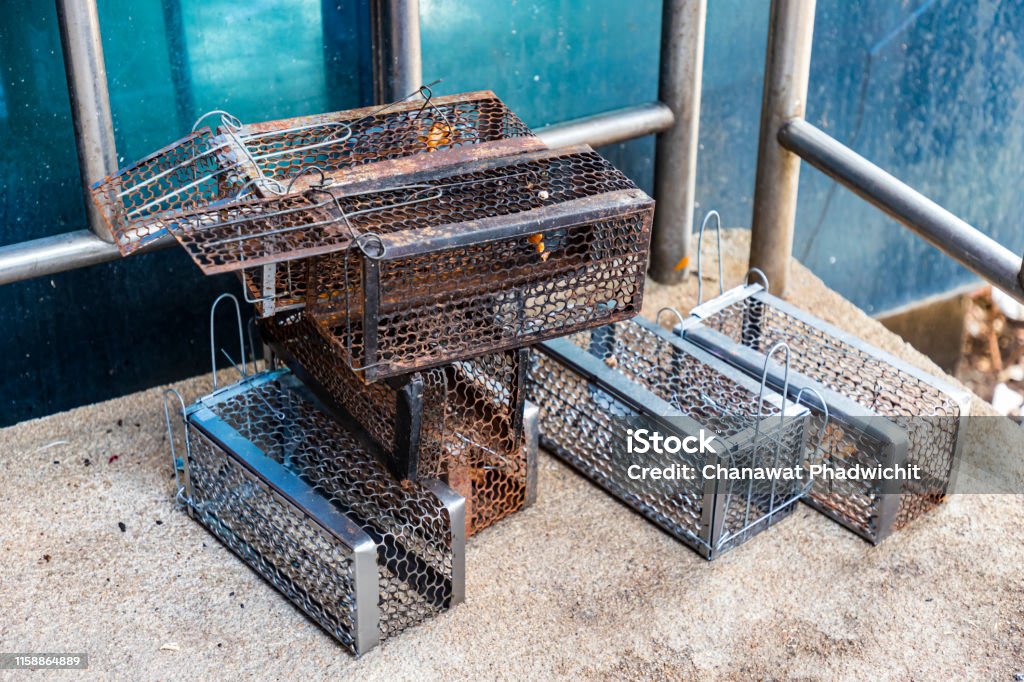 https://media.istockphoto.com/id/1158864889/photo/many-mouse-trap-cage-put-together-both-old-and-new-prepare-to-use.jpg?s=1024x1024&w=is&k=20&c=-CZooNAsPp53GTnXKWsuWay31xl86gv7uMTQS-fzQsU=