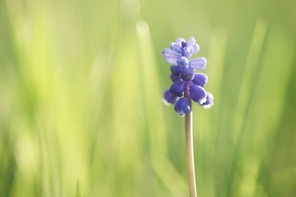 istock Small blue flower grape hyacinth grow on spring field 1158865002