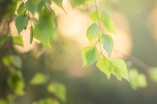 istock Birch tree leaves on the branches in spring garden at sunset. 1158865120