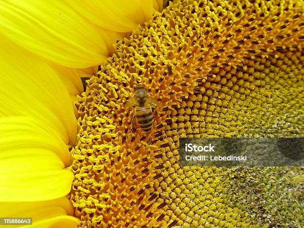 Girasoli Ape - Fotografie stock e altre immagini di Acerbo - Acerbo, Animale, Ape