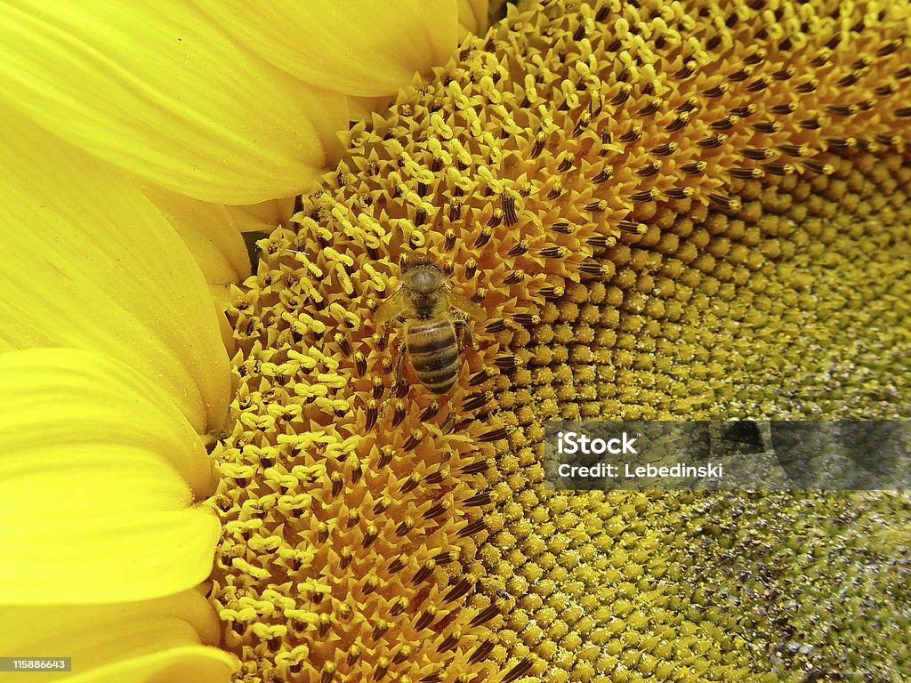 Sunflowers ハナバチ - まぶしいのロイヤリティフリーストックフォト