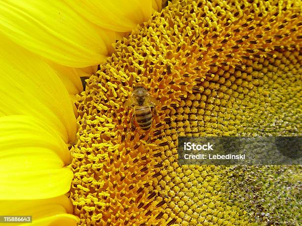 Sunflowers ハナバチ - まぶしいのストックフォトや画像を多数ご用意 - まぶしい, カラー画像, コレクション