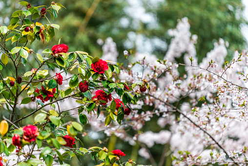 Camellia japonica Japanese tsubaki red flowers on tree in Kyoto, Japan in spring in Arashiyama with sakura cherry blossom