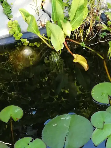 female  lake-frog