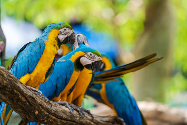 istock Group of colorful macaw on tree branches 1158867460