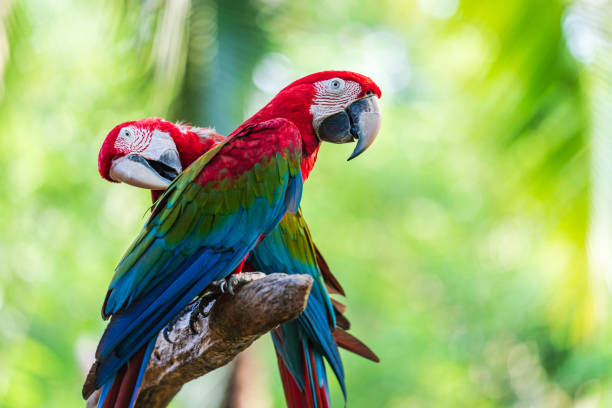istock Group of colorful macaw on tree branches 1158867481