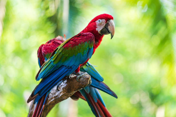 istock Group of colorful macaw on tree branches 1158867482