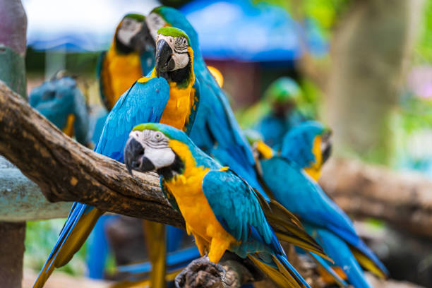 istock Group of colorful macaw on tree branches 1158867484