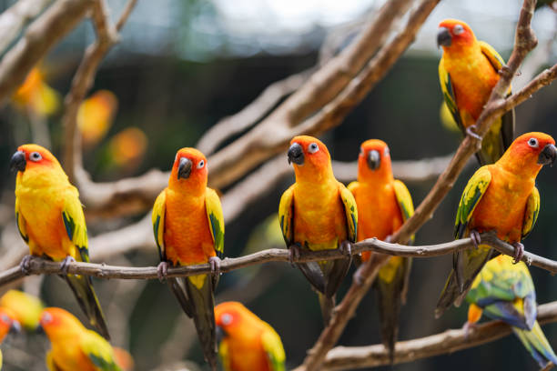 istock Beautiful colorful sun conure parrot birds on the tree branch 1158867485