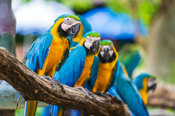 istock Group of colorful macaw on tree branches 1158867487