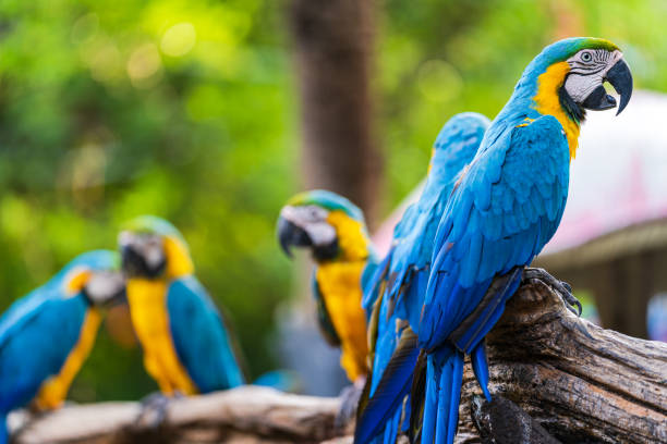 istock Group of colorful macaw on tree branches 1158867488
