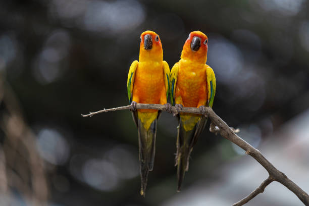 istock Beautiful colorful sun conure parrot birds on the tree branch 1158867494