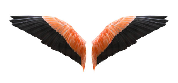 istock Angel wings isolated on white background 1158867521