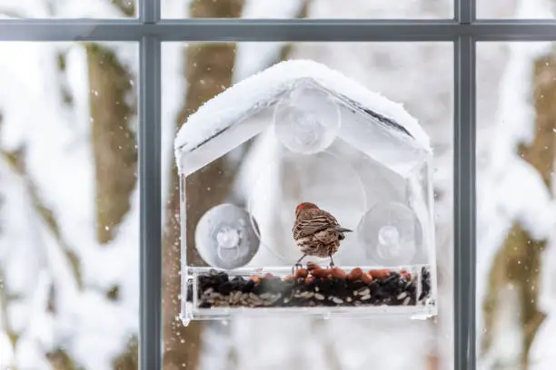 Back of red male house finch bird sitting perched on glass window feeder perch eating sunflower seeds during winter snow weather