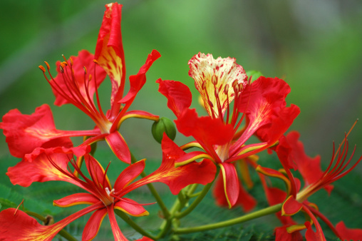 Flowers of flamboyant tree, 