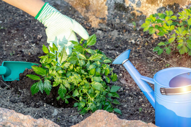 istock Planting plants Astilba on flower bed rockery 1158870276