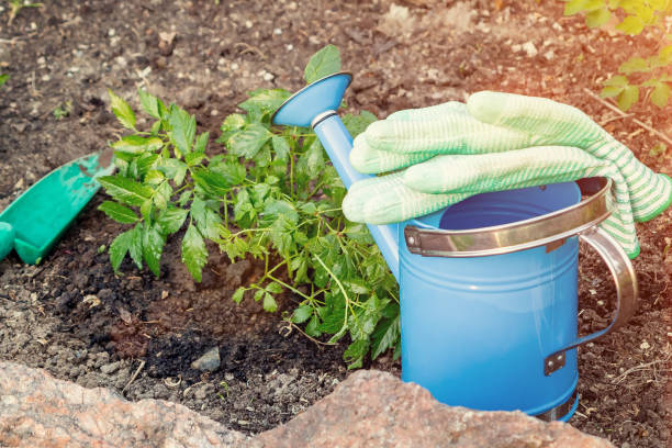 istock Planting plants Astilba on flower bed rockery - done 1158870279