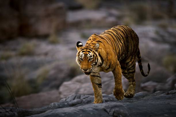istock Female Tiger krishna (T-19) in Zone-4 of Ranthambore 1158870995