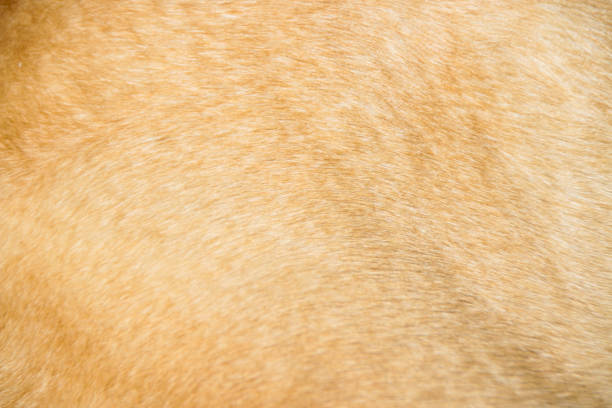 istock Close up Dog Fur Background 1158872079