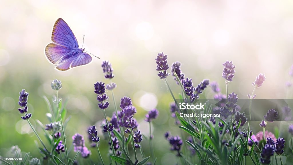 Purple blossoming Lavender and flying butterfly in nature. Blossoming Lavender flowers and flying butterfly in summer morning background . Purple growing Lavender with natural bokeh lights from morning dew on the grass close-up Butterfly - Insect Stock Photo