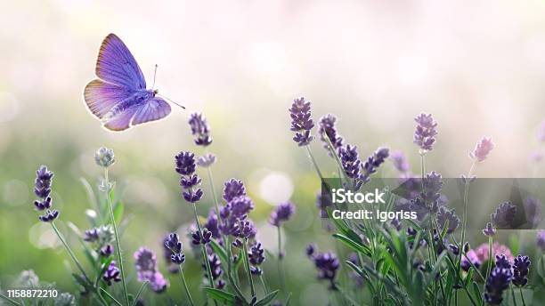 Purple Blossoming Lavender And Flying Butterfly In Nature Stock Photo - Download Image Now