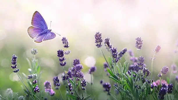 Blossoming Lavender flowers and flying butterfly in summer morning background . Purple growing Lavender with natural bokeh lights from morning dew on the grass close-up