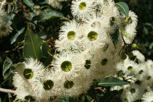 The large white flowers of one of the many varieties of Australian eucalypts.