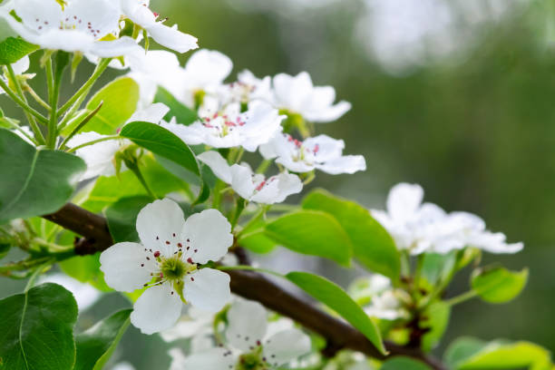 istock Pear blossom in spring garden close up 1158874948