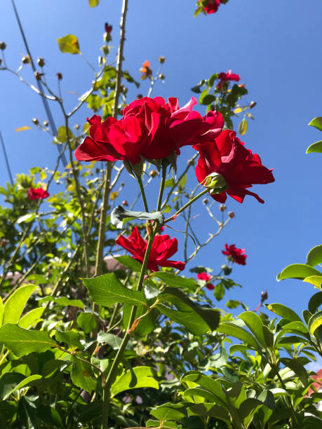 istock Beautiful red flowers in a garden 1158875058