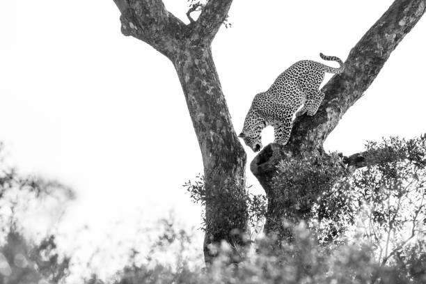 istock Leopard in Kruger National park, South Africa 1158875361
