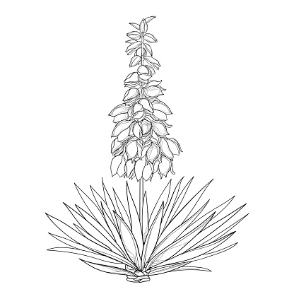Vector outline Yucca filamentosa or Adam’s needle flower bunch, ornate bud and leaf in black isolated on white background. Ornamental contour plant Yucca for summer design or coloring book.