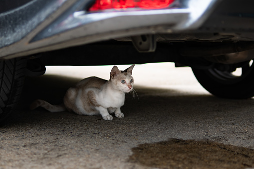 Street cat sitting under the car