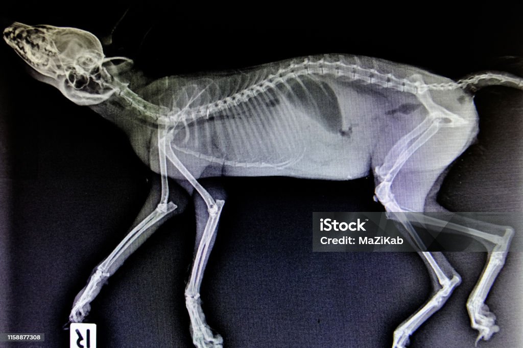Xray Images Of Wild Animals Stock Photo - Download Image Now - Animal, Medical X-ray, Canine - Animal - iStock Xray Images Of Wild Animals Stock Photo - Download Image Now - Animal, Medical X-ray, Canine - Animal - iStock