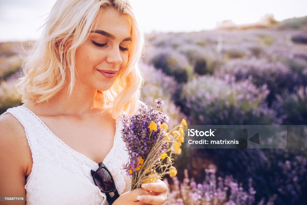 Young beautiful happy female in the lavender field Early summer time in the lavender field, young beautiful female picking the best flowers for her basket Adult Stock Photo