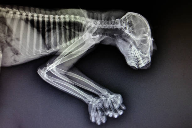 istock X-ray images of wild animals 1158877520