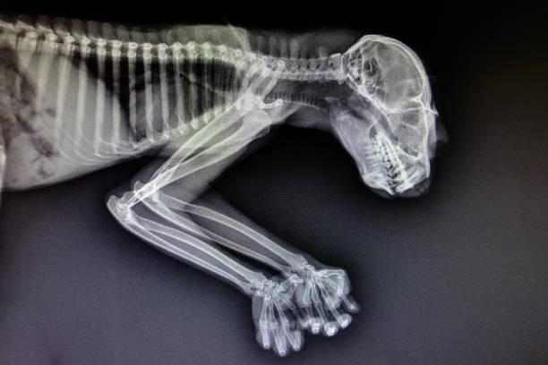 X-ray images of wild animals stock photo