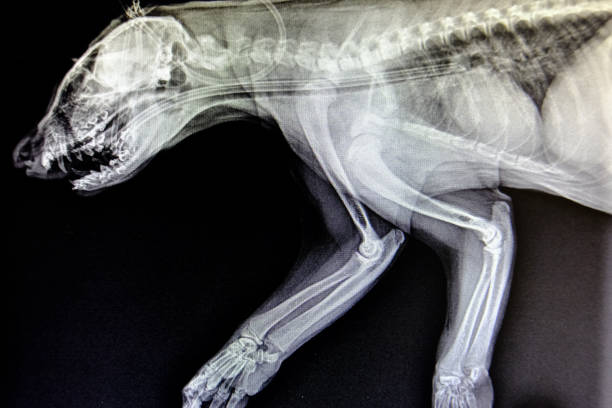 istock X-ray images of wild animals 1158877549