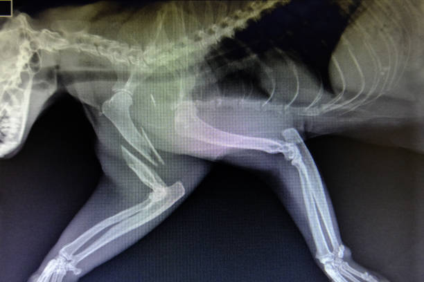 X-ray images of wild animals used by veterinarians to diagnose, treat diseases and illnesses