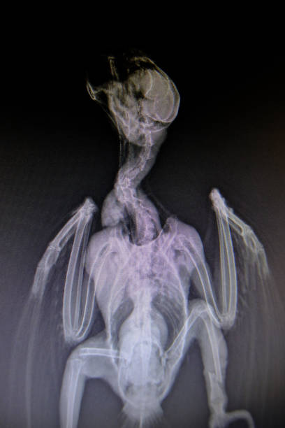 istock X-ray images of wild animals 1158877754