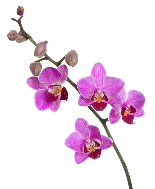 Orchid in bloom A beautyful phalaenopsis orchid in bloom with cocoons. Isolated orchid stock pictures, royalty-free photos & images