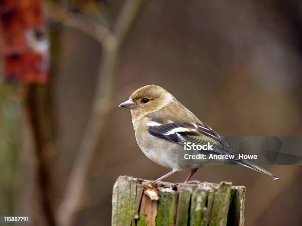 Fringuello Comune - Fotografie stock e altre immagini di Ambientazione esterna - Ambientazione esterna, Animale femmina, Animale selvatico