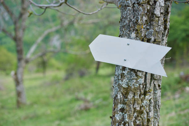 direction arrow in the forest - directional sign wood sign footpath imagens e fotografias de stock