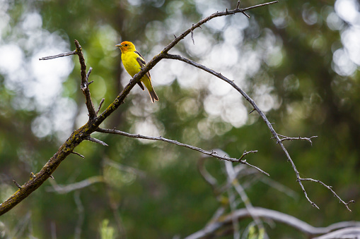 Western Tanager